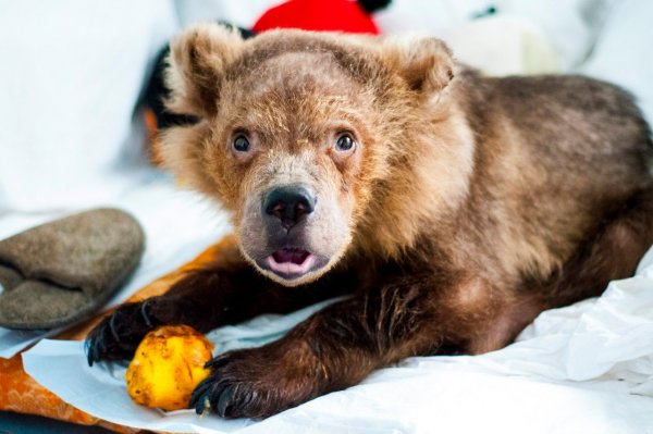 В Красноярском крае возле детского санатория поймали медвежонка, заманив его сгущенкой