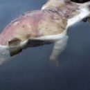 В озере в США нашли свинью-мутанта с человеческими руками