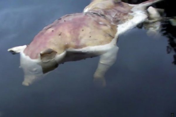 В озере в США нашли свинью-мутанта с человеческими руками