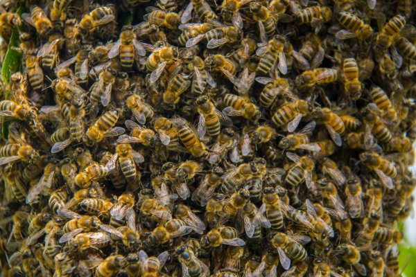 Детскую площадку в Ростове оккупировали пчелы