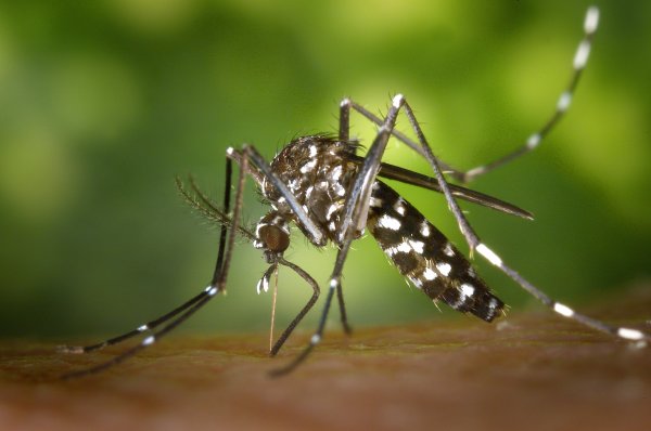В Брянске появились комары с опасными червями-паразитами