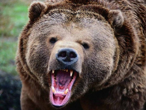 По улицам Новокузнецка бродил медведь