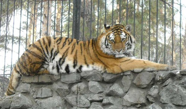 Из зоопарка в Германии сбежали тигры, львы и медведи