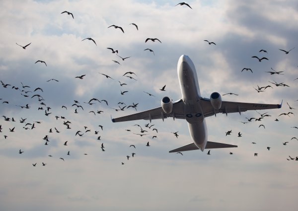 На Ямале птицы атаковали самолет при посадке