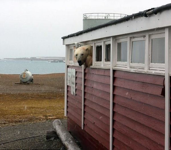 На Шпицбергене медведь взломал склад и застрял в окне