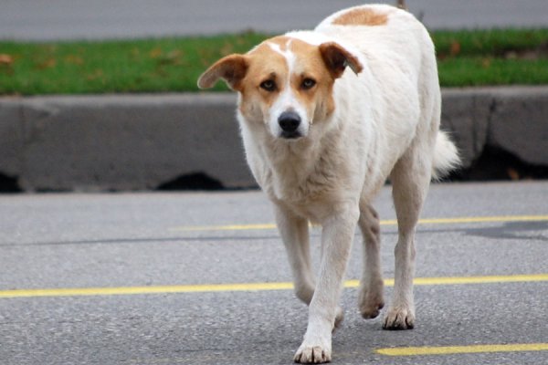 В Пскове обнаружили собак, облитых гудроном