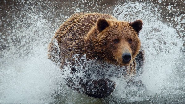 На Камчатке мужчина утонул, спасаясь от медведя