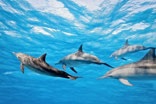 На Сахалине спасли дельфина, выброшенного на мель