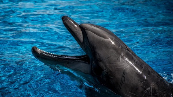 В лесу в Сочи нашли мертвого дельфина