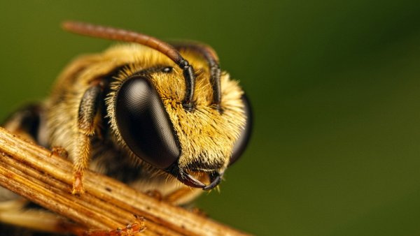 В Курской области массово гибнут пчелы