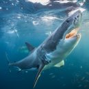 Во Флориде закрыли все пляжи из-за акул, напавших на отдыхающий