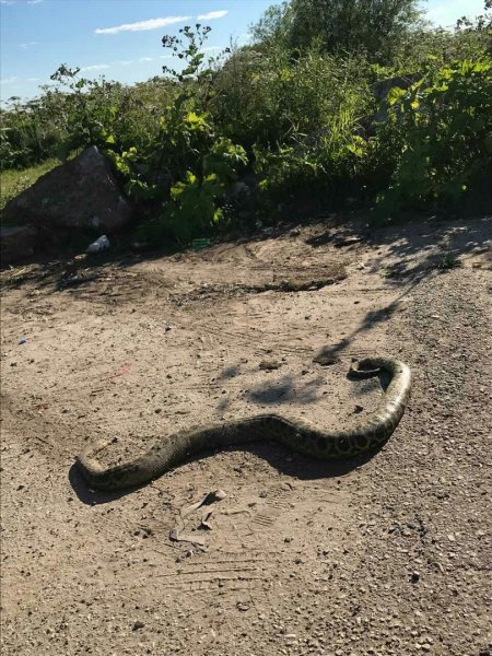 Житель Сыктывкара нашел на обочине дороги двухметрового питона