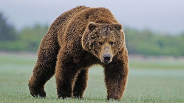 На Камчатке медведи разрыли несколько могил и достали останки людей из гробов
