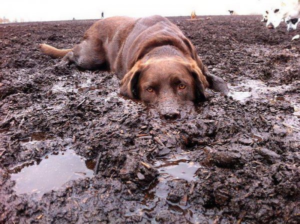 В Петербурге спасатели вытащили из грязи застрявшую собаку