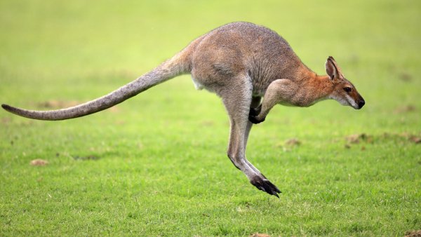 Испуганный кенгуру вломился в дом австралийцев