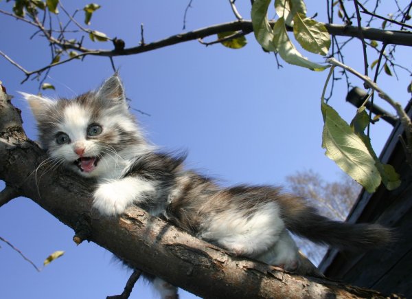 В Новосибирске спасатели сняли с дерева мужчину, пытающегося добраться до котенка
