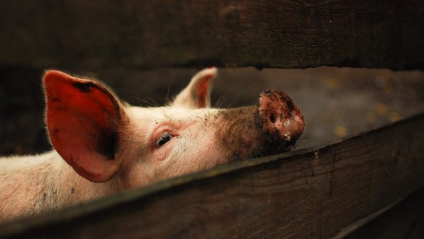 В Липецкой области зафиксировали африканскую чуму свиней