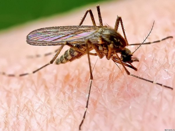 На индонезийском острове Ломбок зафиксировали вспышку малярии
