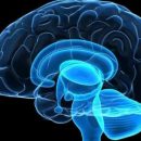 Ученые узнали как затормозить старение мозга
