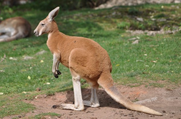В Австралии кенгуру избил семью