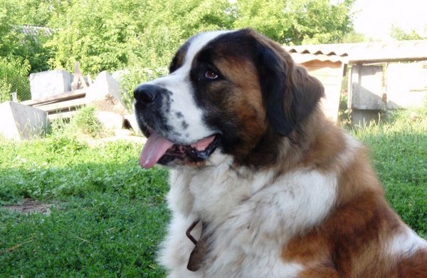 В Британии умер 80-килограммовый пес, испугавшийся фейерверков