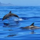 В Австралии на берег выбросились дельфины и кит