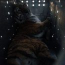 «Жалко кису!!»: Больной тигр отловленный в октябре не смог выжить и скончался