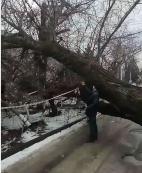 В Ростове дерево с прогнившими корнями упало на жилой дом