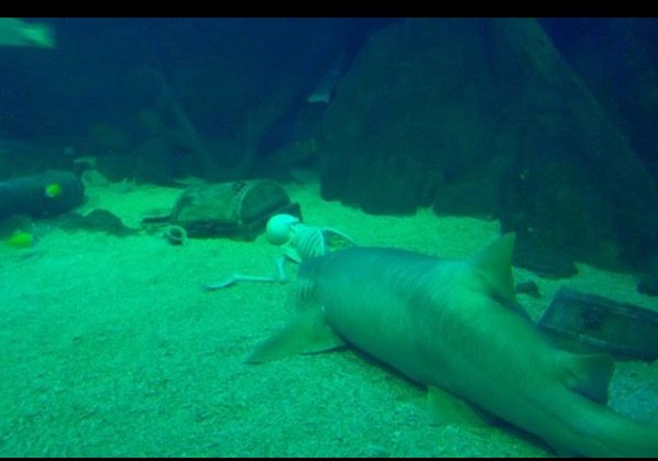Скелет человека в отсеке с акулой в океанариуме Сочи шокировал посетительницу