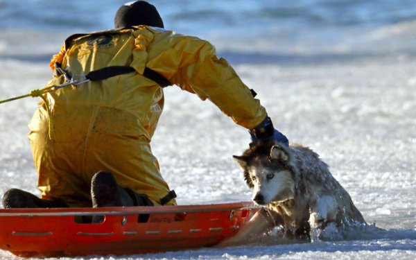 «Бедные собачки»: Во Владивостоке собаки отплыли на льдине и были спасены