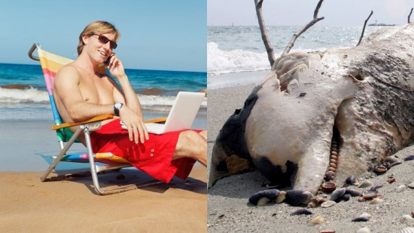 На пляже в Санкт-Петербурге обнаружили мертвого тюленя